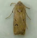 Euxoa wilsoni - Hodges#10867 - Euxoa wilsoni