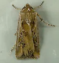 Euxoa wilsoni - Hodges#10867 - photo 2