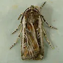 Euxoa wilsoni - Hodges#10867 - photo 3