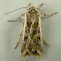 Euxoa wilsoni - Hodges#10867 - photo 4