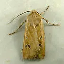Euxoa wilsoni - Hodges#10867 - photo 5