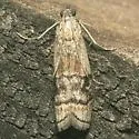 Euzophera aglaeella - Hodges#5995.1