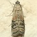 Euzophera aglaeella - Hodges#5995.1 - photo 3