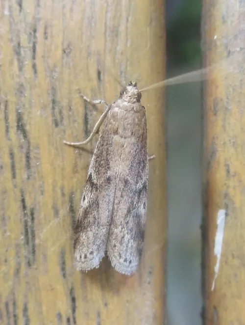 Euzophera cinerosella