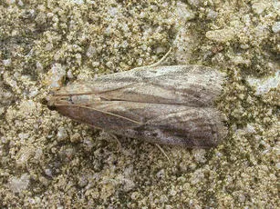 Euzophera cinerosella - photo 2