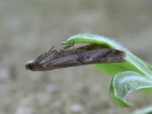 Euzophera cinerosella - photo 4