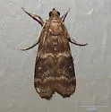 Magnolia Borer Moth - Hodges#5996