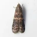 Magnolia Borer Moth - Hodges#5996 - photo 2