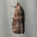 Magnolia Borer Moth - Hodges#5996 - photo 3