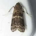 Magnolia Borer Moth - Hodges#5996 - photo 4