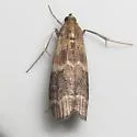 Magnolia Borer Moth - Hodges#5996 - photo 5