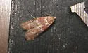 Root Collar Borer - Hodges#5997