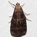 Root Collar Borer - Hodges#5997 - photo 2