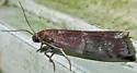 Root Collar Borer - Hodges#5997 - photo 3