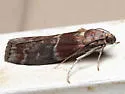 Root Collar Borer - Hodges#5997 - photo 4