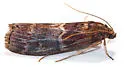 Root Collar Borer - Hodges#5997 - photo 5