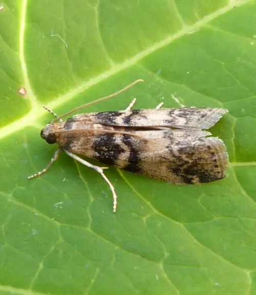 Euzophera pinguis - photo 2