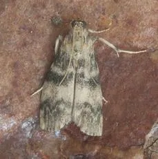 Euzophera pinguis - photo 3