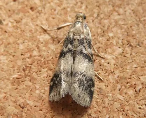Euzophera pinguis - photo 4
