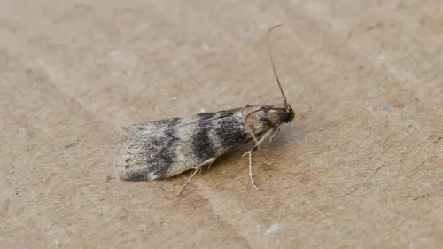 Euzophera pinguis - photo 5