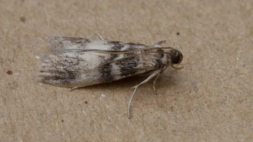 Euzophera pinguis - photo 6