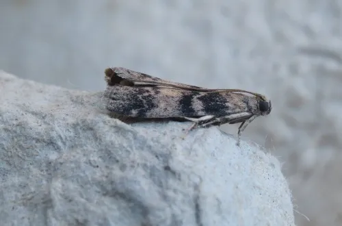 Euzophera pinguis - photo 7
