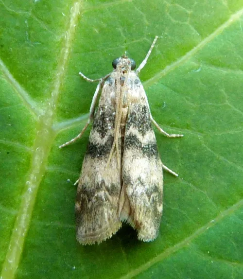 Euzophera pinguis - photo 8