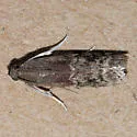 American Plum Borer - Hodges#5995