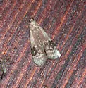 American Plum Borer - Hodges#5995 - photo 2