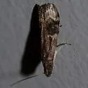 American Plum Borer - Hodges#5995 - photo 3