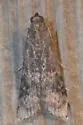 American Plum Borer - Hodges#5995 - photo 4