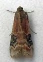 American Plum Borer - Hodges#5995 - photo 5