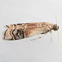 Euzophera vinnulella - Hodges#5995.3