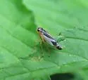 Evacanthus bellaustralis - photo 2
