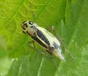 Evacanthus bellaustralis - photo 3