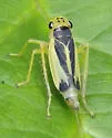 Evacanthus bellaustralis - photo 4