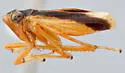 Evacanthus chlamidatus