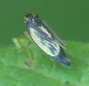 Evacanthus emilus