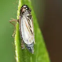 Evacanthus emilus - photo 4