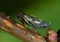Evacanthus grandipes