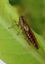 Evacanthus grandipes - photo 4
