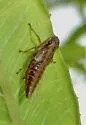Evacanthus grandipes - photo 5