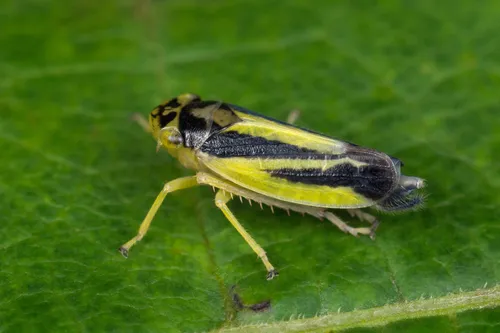 Evacanthus interruptus - Evacanthus interruptus
