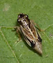 Evacanthus nigramericanus