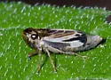 Evacanthus nigramericanus - photo 2