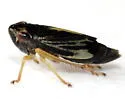 Evacanthus nigramericanus - photo 3