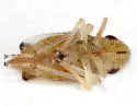 Evacanthus nigramericanus - photo 4