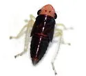 Evacanthus nigramericanus - photo 5