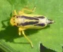 Evacanthus ustanucha
