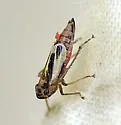 Evacanthus ustanucha - photo 4